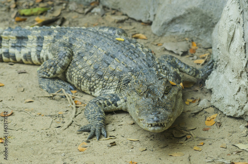 Crocodile is between land and water © chokniti