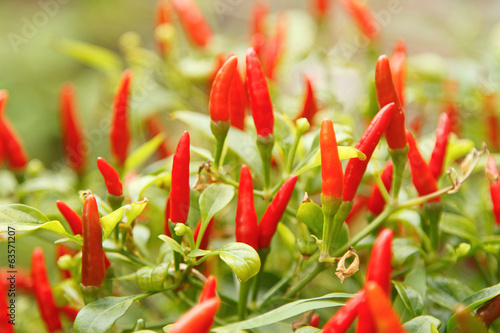Red chili pepper plant