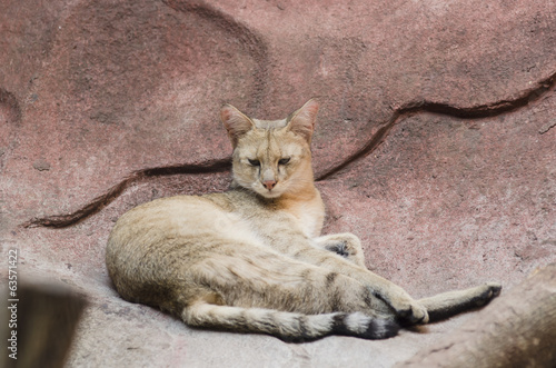 tiger in the zoo