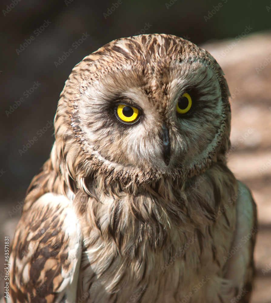 Obraz premium Brown owl with yellow eyes