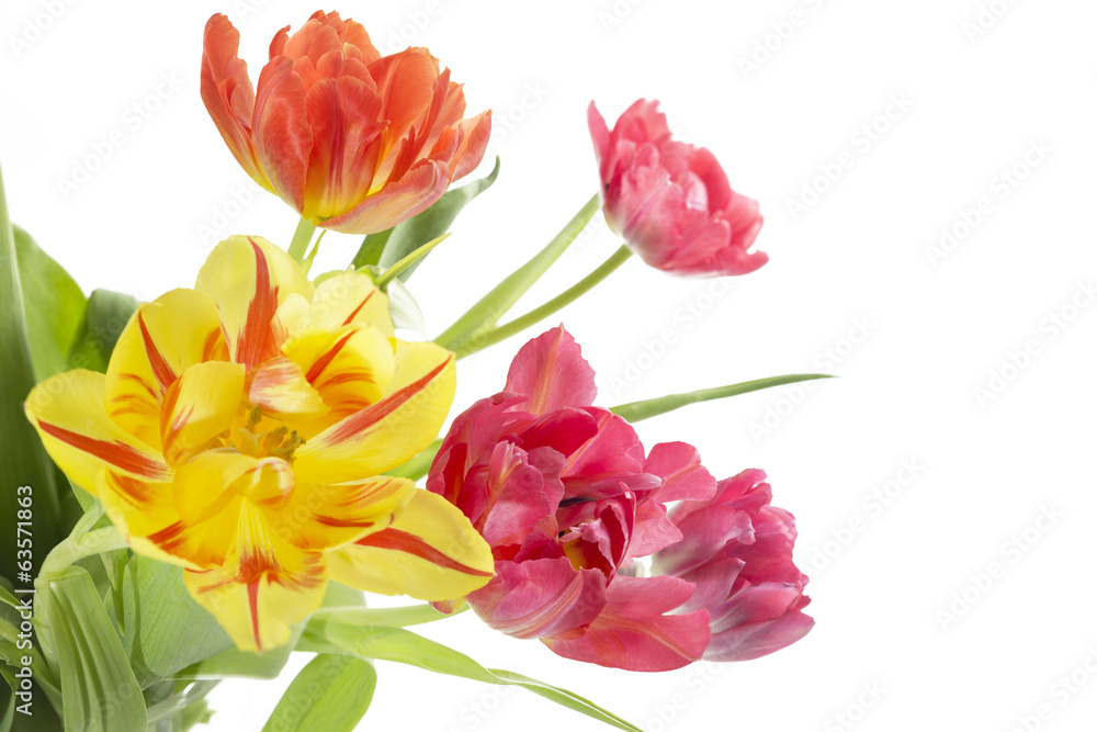 Bunte Tulpen auf weißem Hintergrund Bunte Tulpen auf weißem Hintergrund