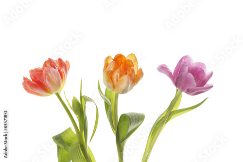 Drei Tulpen auf weißem Hintergrund