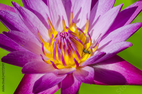 Close up of pink water lily  Macro shot