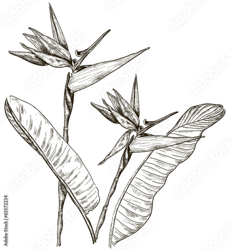Bird of Paradise flower in sketch style