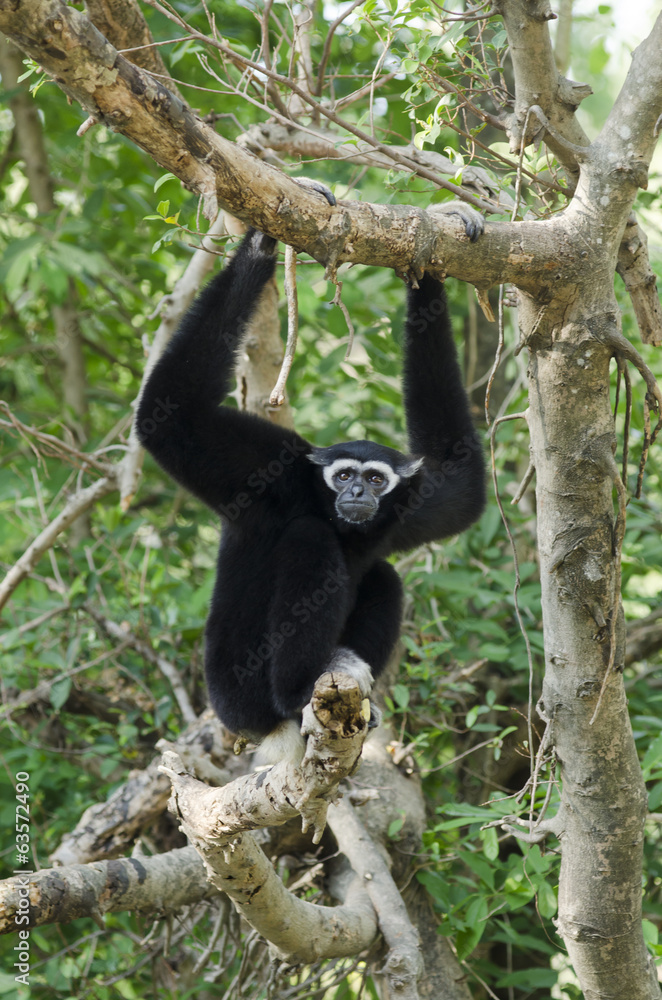 Naklejka premium White Cheeked Gibbon or Lar Gibbon