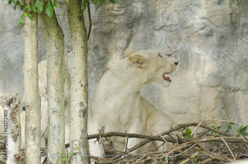 tiger in the zoo