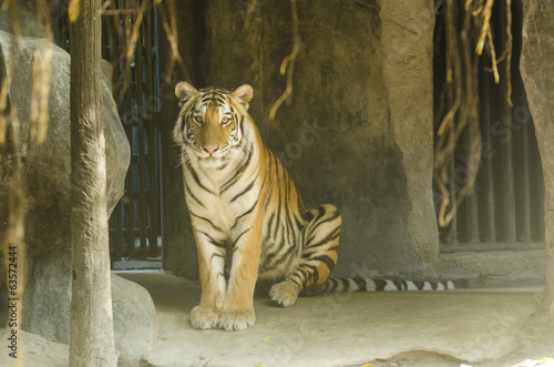 tiger in the zoo