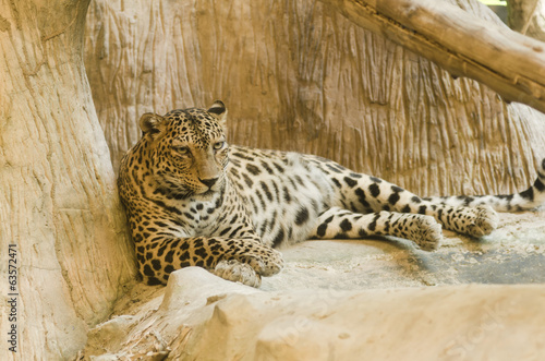 tiger in the zoo