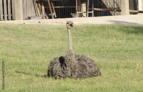 Ostrich photo