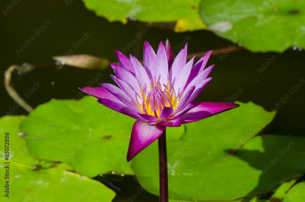 Pink lotus blossoms or water lily flowers blooming on pond Pink lotus blossoms or water lily flowers blooming on pond