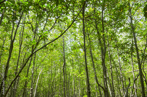 Photo of green fertile mangrove forests of Thailand. © chokniti