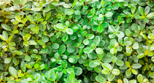 green leaf background