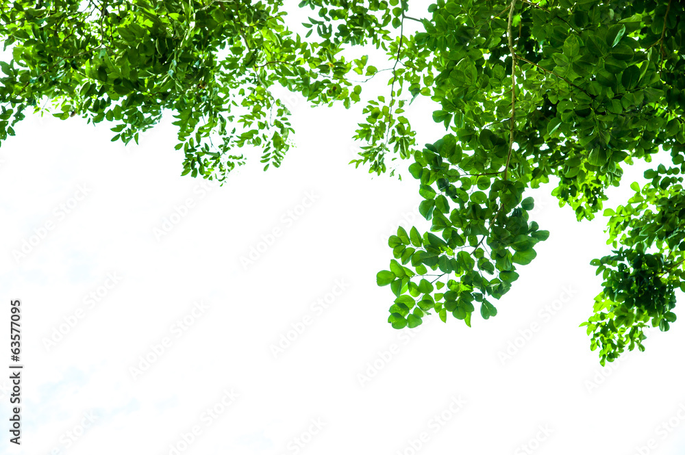 green leaf isolated on white background green leaf isolated on white background