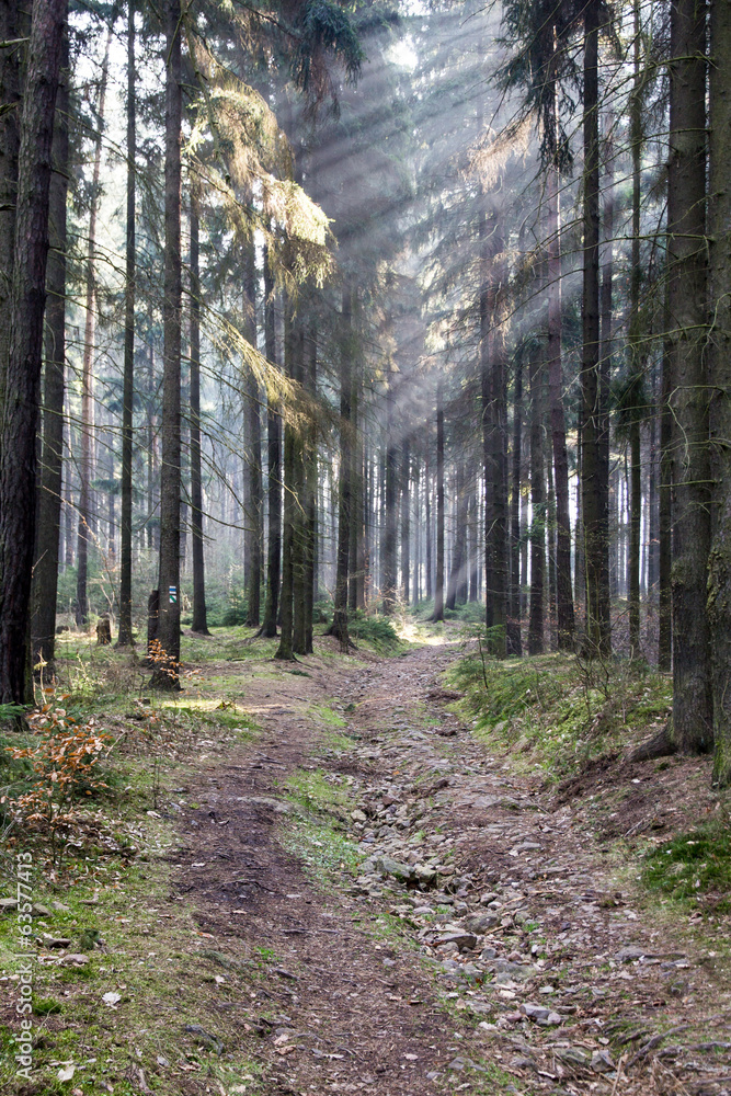 Fototapeta premium Morning in Forest