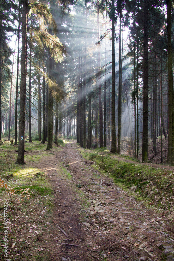 Obraz premium Morning in Forest