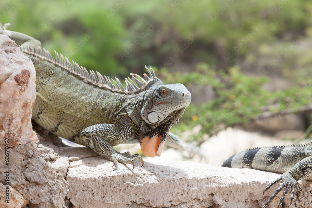 Green Iguana's Reptiles at Lagun Beach Curaca caribbean island Green Iguana's Reptiles at Lagun Beach Curaca caribbean island