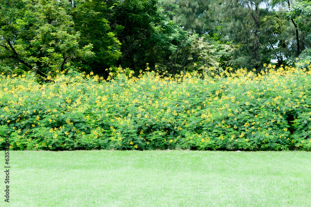 Obraz premium Yellow flowers on meadow