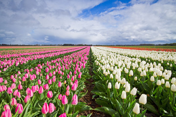 Wandcirkels Tulp Wit-roze tulpen in bloemenveld  © Matauw