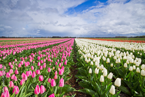 Fototapeta Naklejka Na Ścianę i Meble -  White and pink Tulips on a field