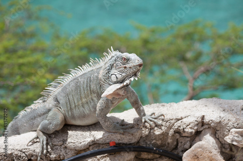 Green Iguana s Reptiles at Lagun Beach Curaca caribbean island