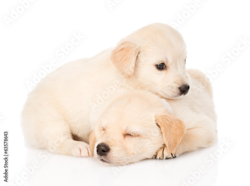 two tiny golden retriever puppy. isolated on white background © Ermolaev Alexandr