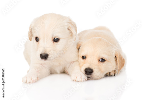two golden retriever puppy dog lying together. isolated 