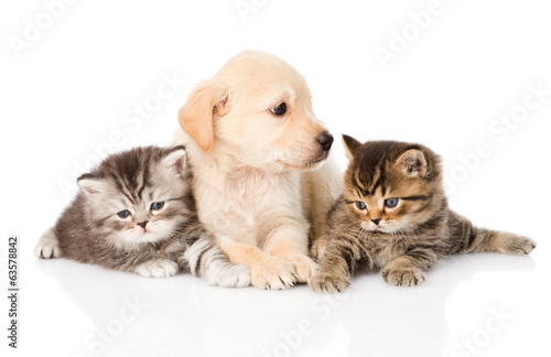 Fototapeta Naklejka Na Ścianę i Meble -  purebred puppy dog and two british kittens lying in front. 