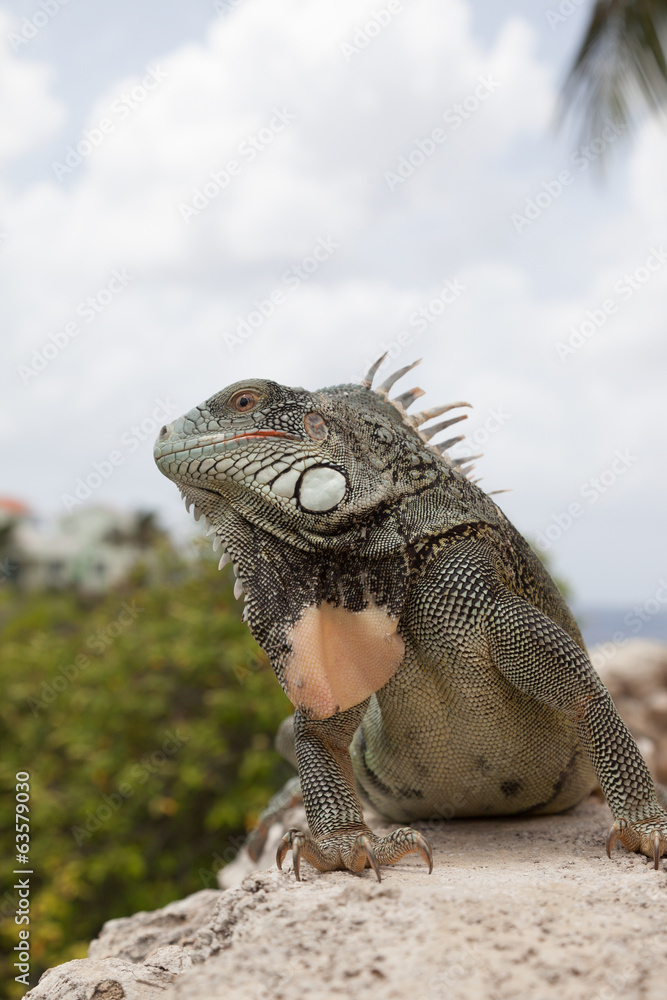 Fototapeta premium Green Iguana's Reptiles at Lagun Beach Curaca caribbean island