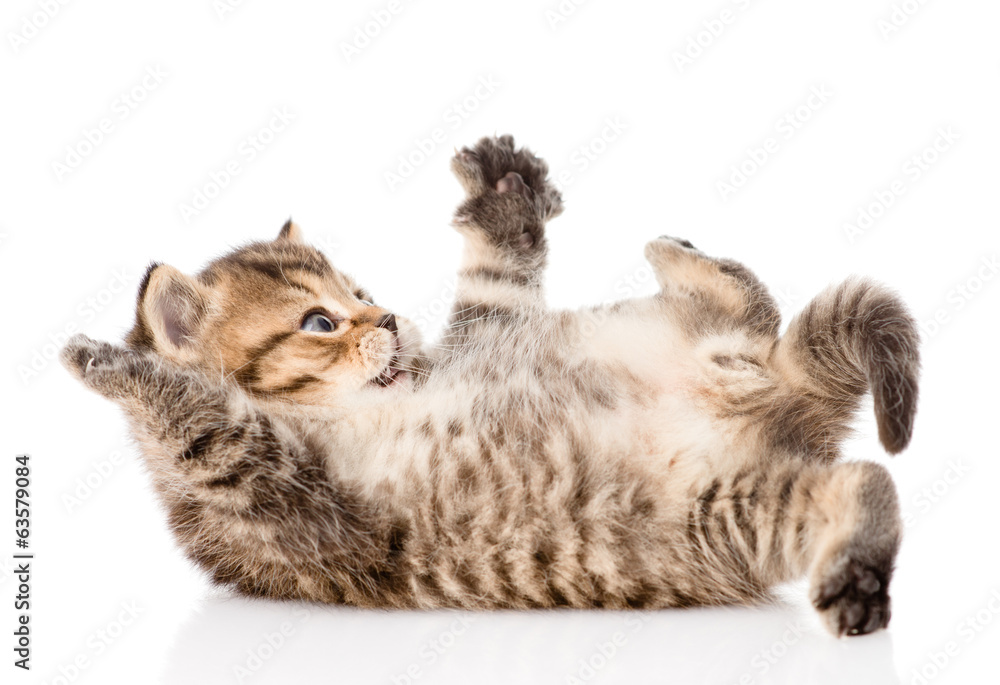 british kitten lying on the back. isolated on white background