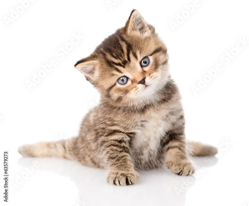 baby british tabby kitten sitting in front. isolated on white 