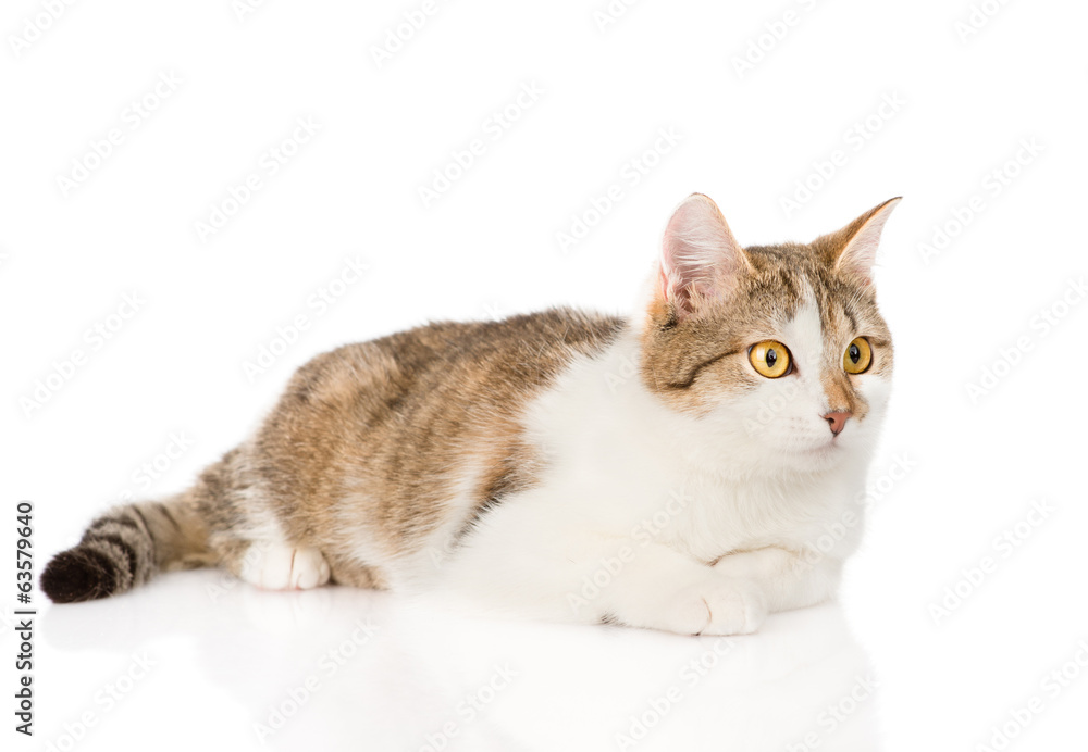 mixed breed cat looking away. isolated on white background