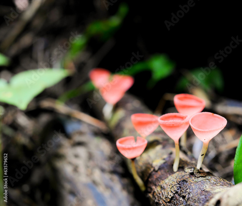 Fungi cup red mushroom cup mushroom or champagne mushrooms thail