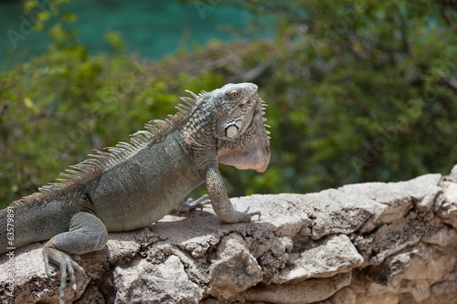 Green Iguana's Reptiles at Lagun Beach Curaca caribbean island