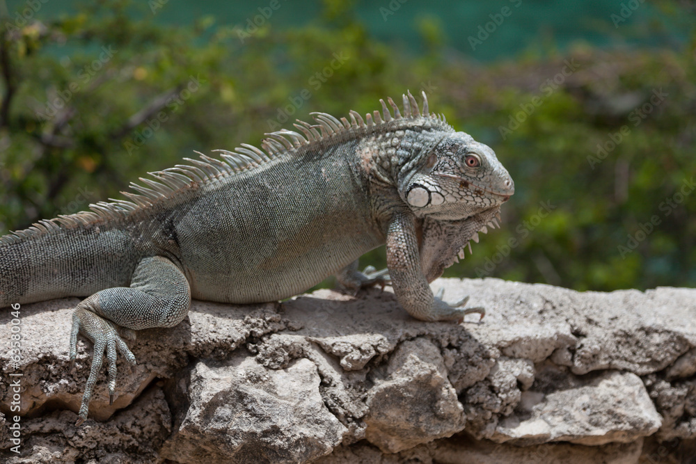 Green Iguana's Reptiles at Lagun Beach Curaca caribbean island Green Iguana's Reptiles at Lagun Beach Curaca caribbean island