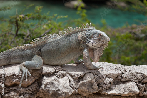 Green Iguana s Reptiles at Lagun Beach Curaca caribbean island