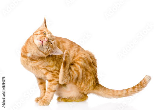 Domestic cat scratching isolated on white background