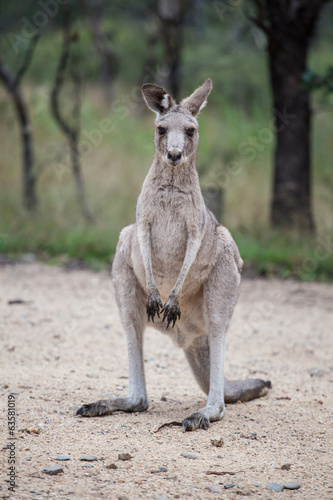 Grey kangaroo closeup