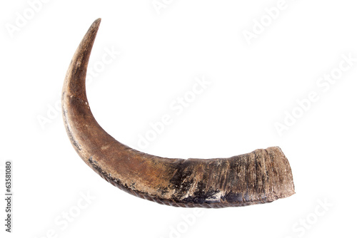 Buffalo horns on white.