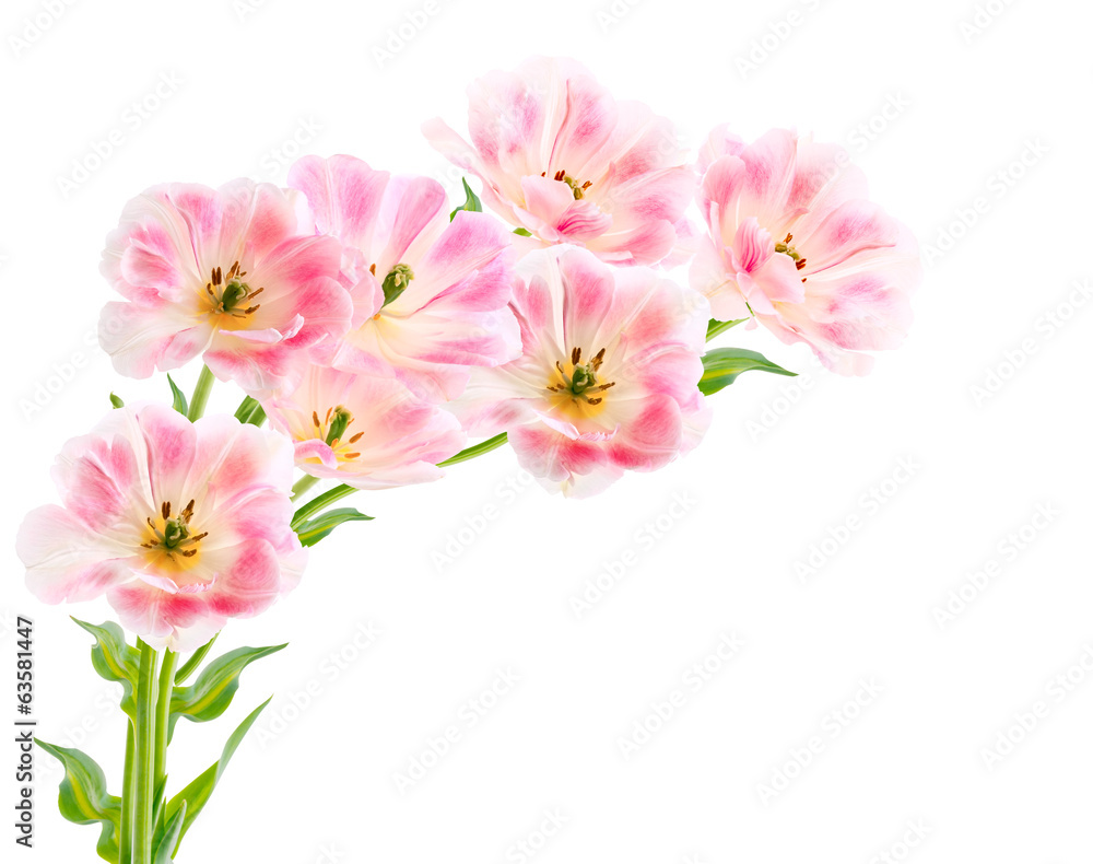 Tulips isolated on white background Tulips isolated on white background