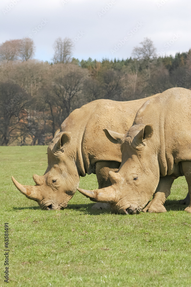 Obraz premium two rhinos grazing in a grassy meadow
