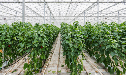 Hydroponic paprika cultivation