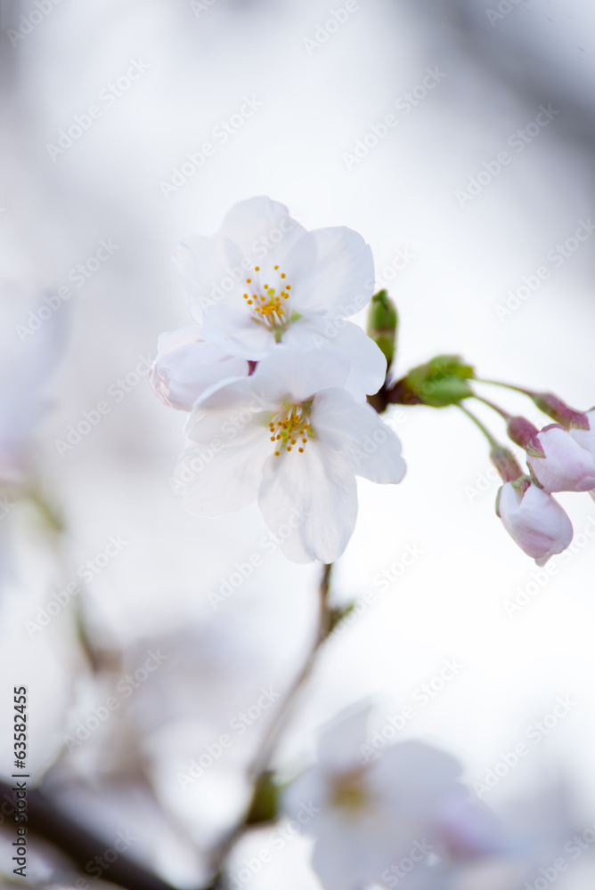 桜 桜