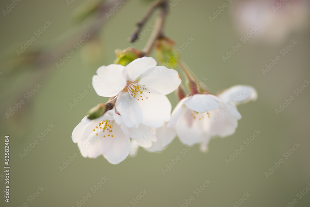 Fototapeta premium 桜
