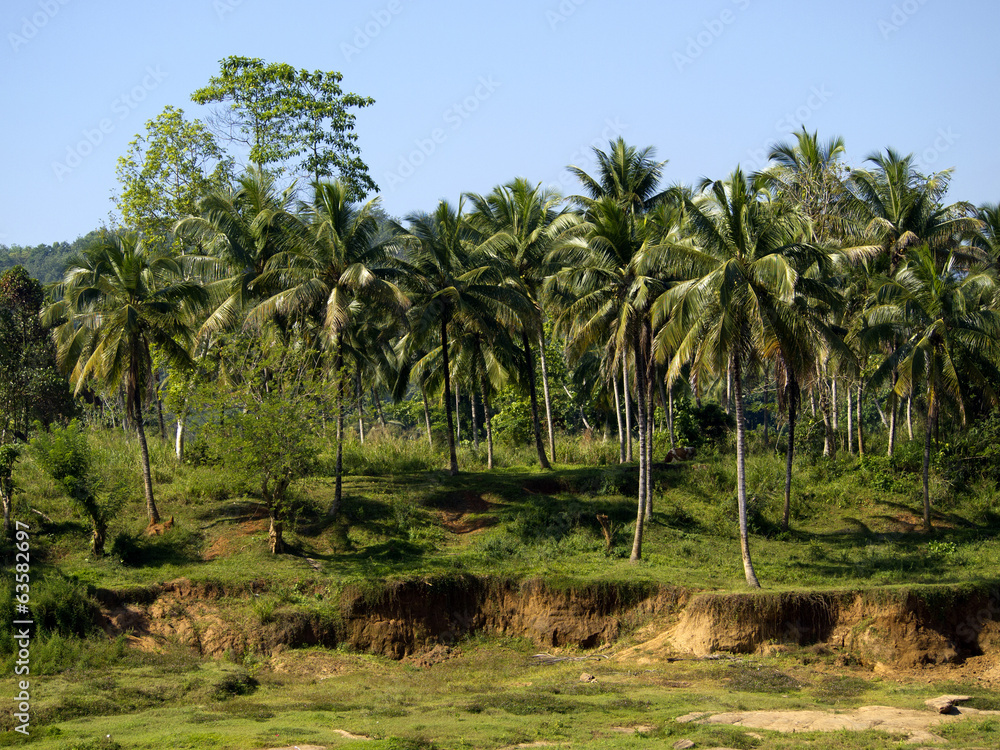 Palm landscape in Sri Lanka