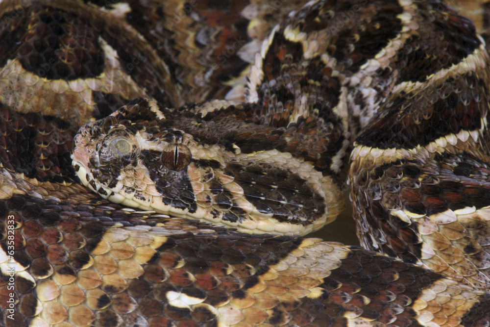 Obraz premium Puff adder / Bitis arietans