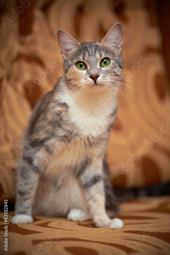 Gray cat with green eyes. © Azaliya (Elya Vatel)