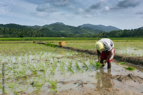 Man planting rice