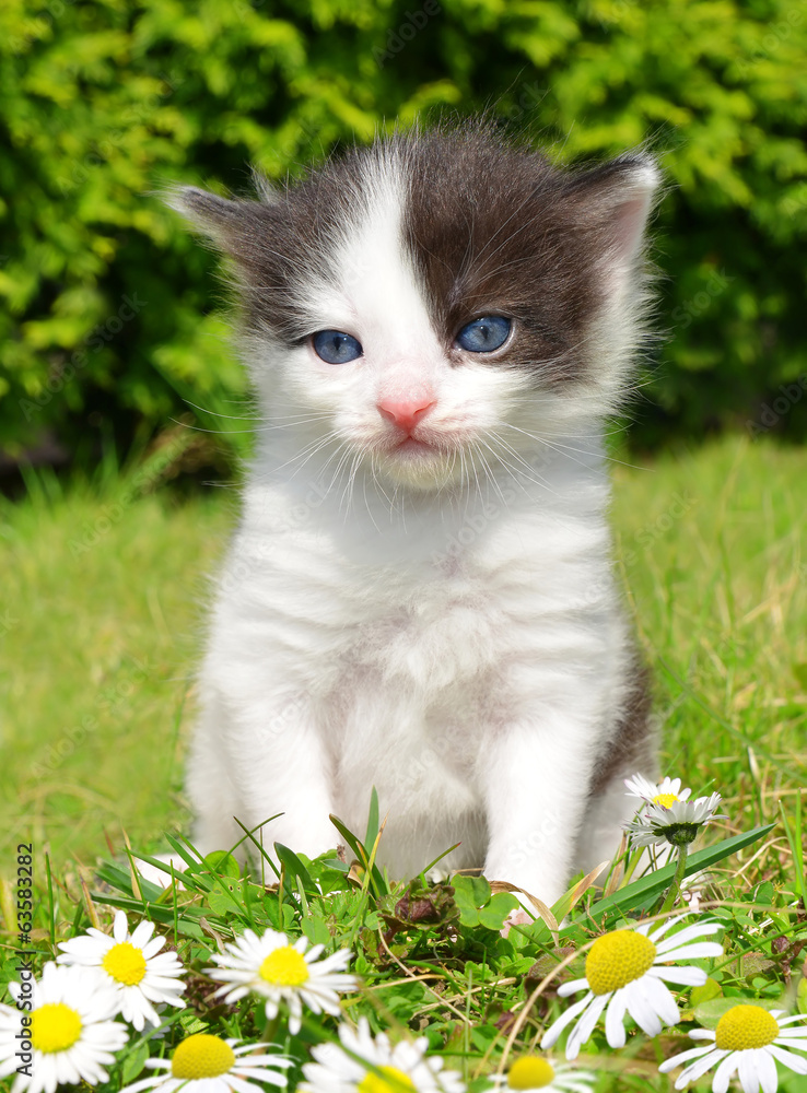 small cat in the grass