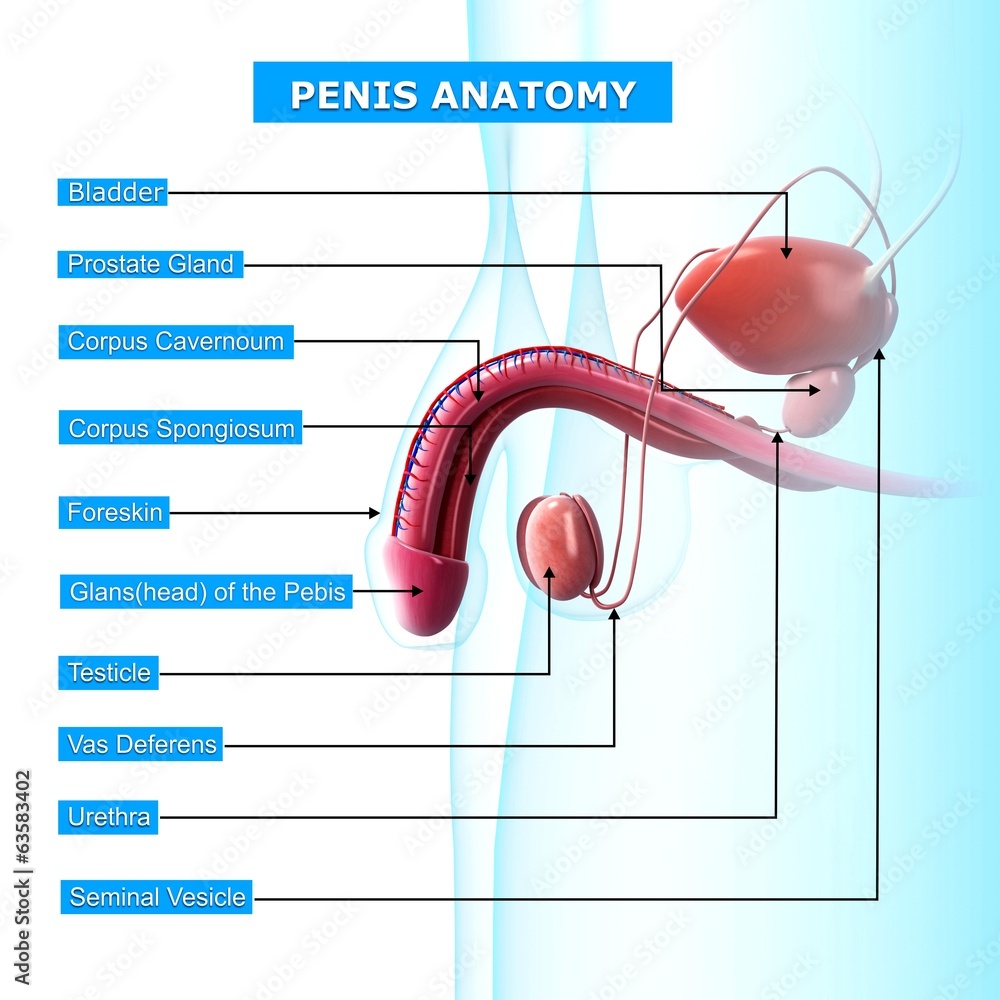 Anatomy of penis with names Stock Illustration | Adobe Stock