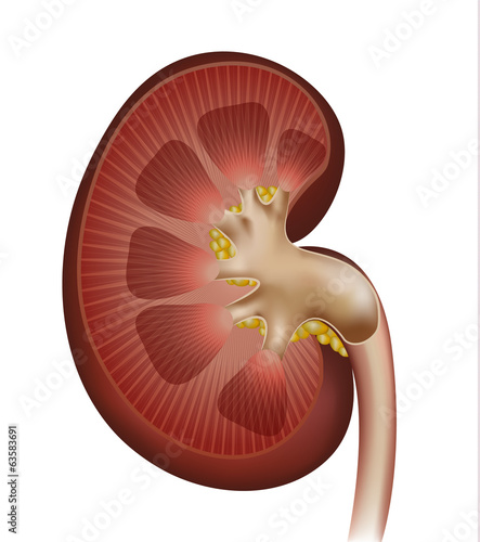 Kidney cross section detailed illustration